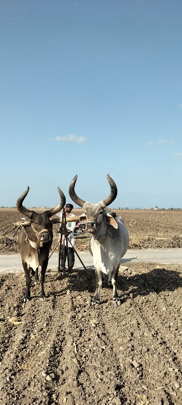 બળદ વેચવાના છે