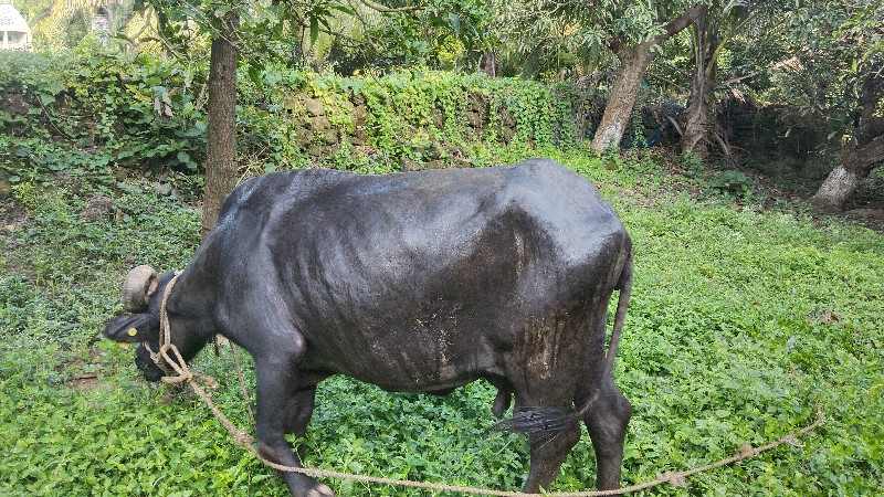 કસી ભેંસ વેચવાન...