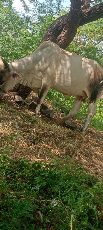 ગાય વેચવાની છે