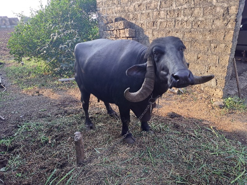 ભેંસ વેચવાની છે