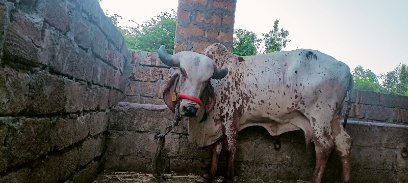 ગાય વેચવાની છે