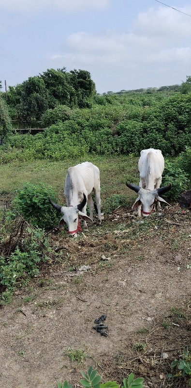 ગોંઢલા.એક.વાવેલ...