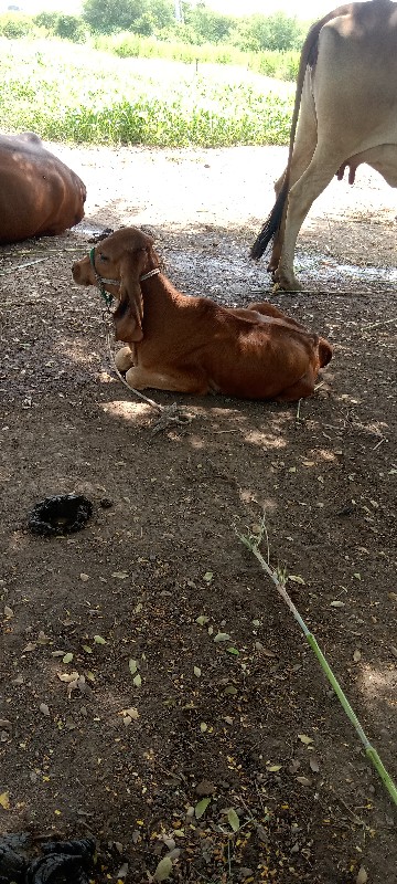 છાણીયું ખાતર ગા...