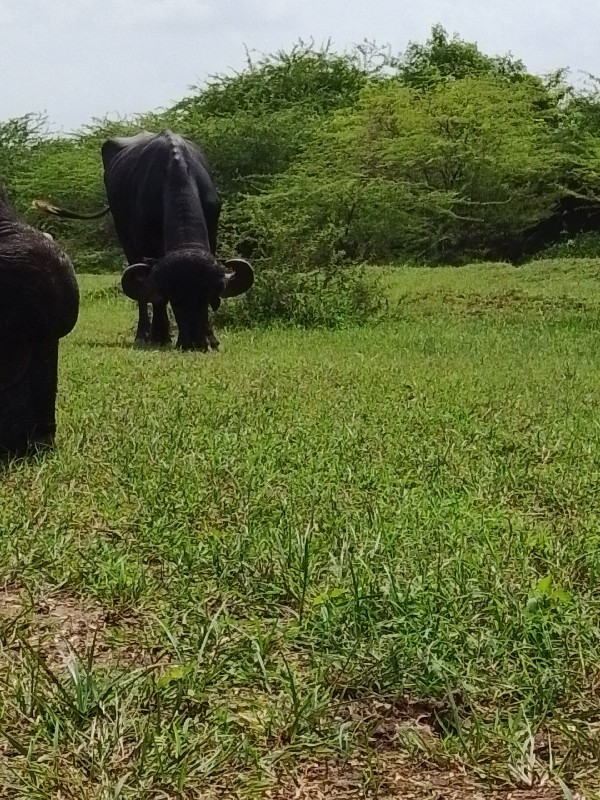 પાડો વેચવા નો છ...