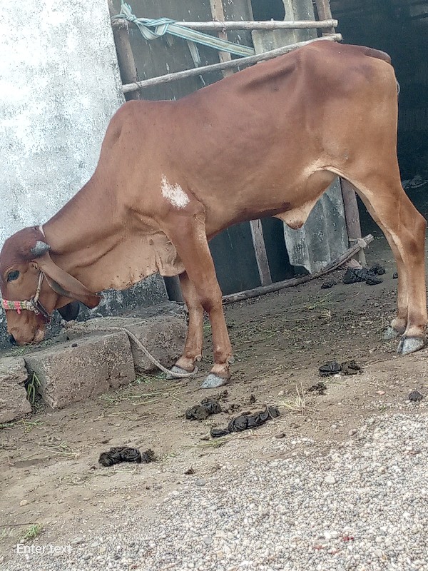 વિપુલ ગામ રફાળા