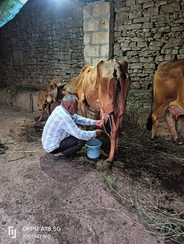 ગાય વેચવાની છે