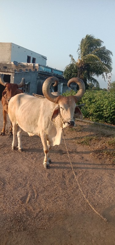 બળદ વેચવાના છે