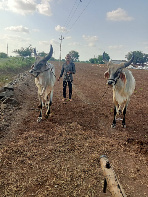 આ ગોઢલા વેચવા ન...