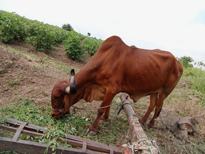 વેસવાનોછે