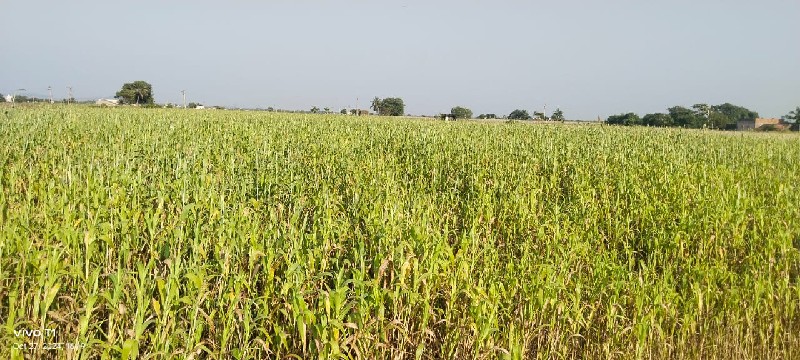 લીલી જુવાર વેચવ...