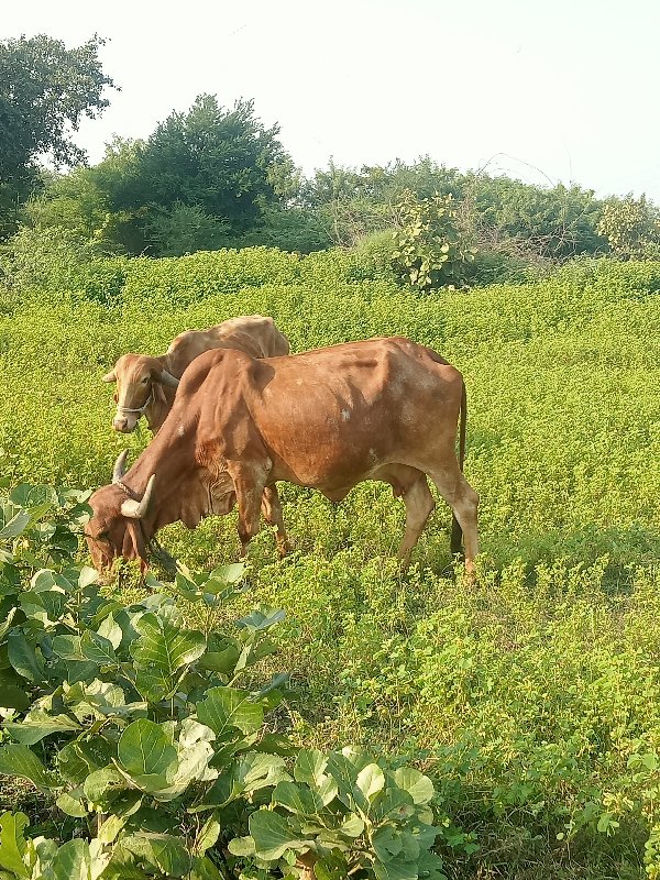 ગીર ગાય વેચવાની...