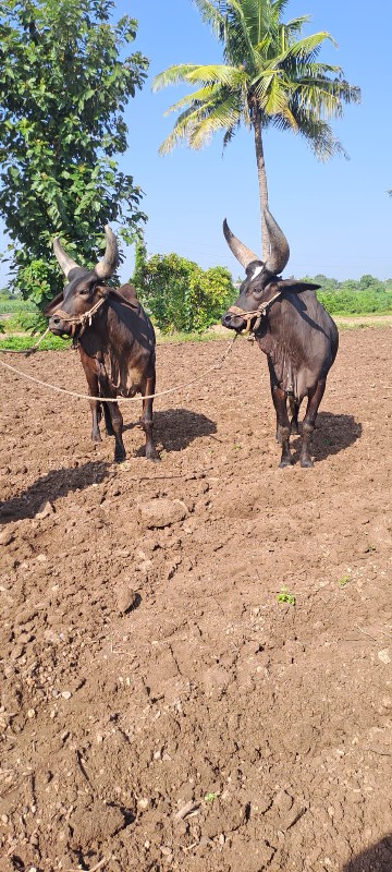 બળદ વેચવાના છે