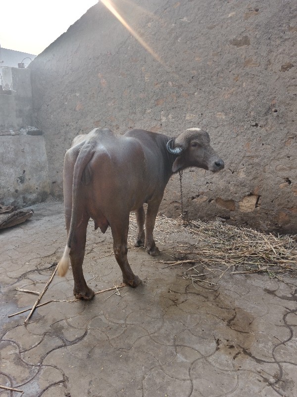 ભૂરી ખડેલી વેચવ...