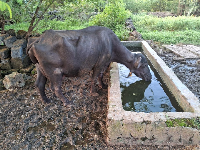 ભેંસ દેવાની શે