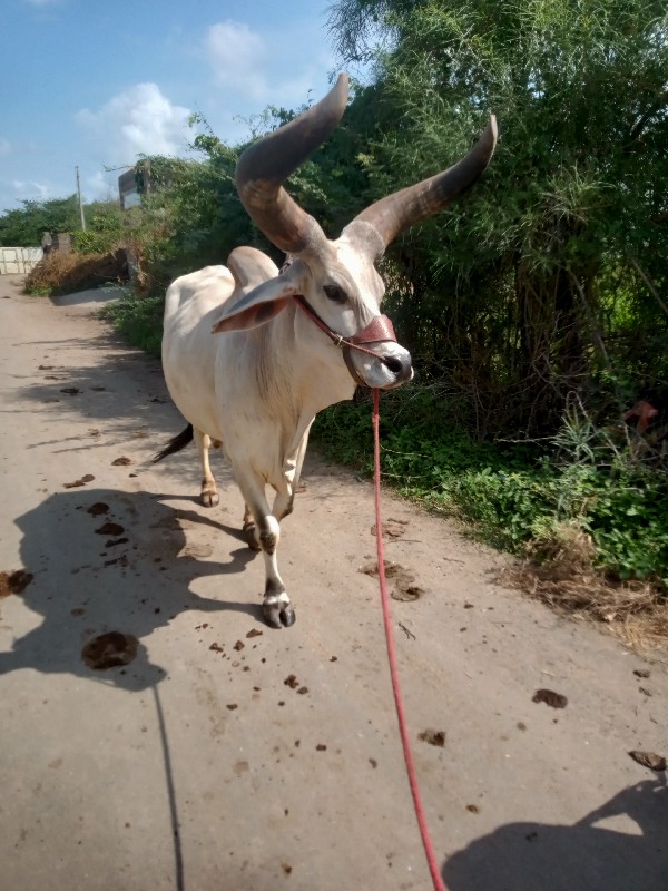 બરધ વેશવા ના છે