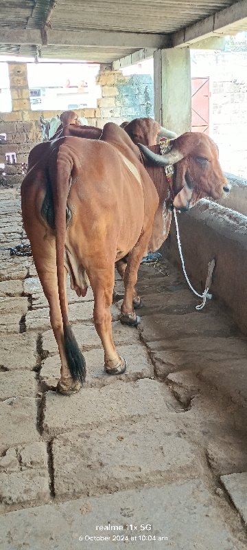 ગીર ગાય વેચવાની...