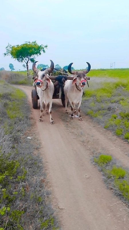 માંડોદરા ગામ મા...