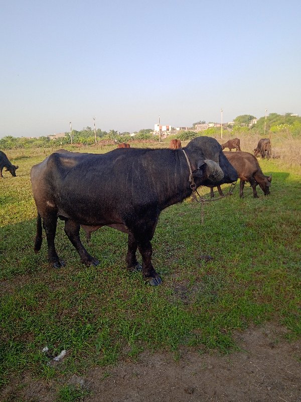 પાડો વેચવા નો છ...