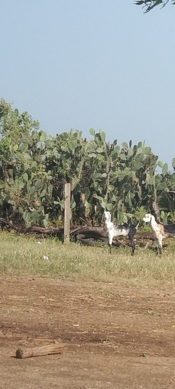 આ બકરીયુ વેચવાન...