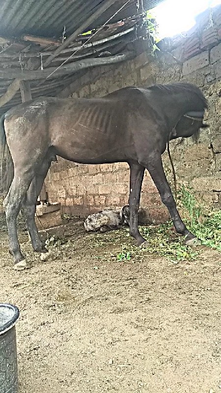 ધોડો વેશવા નો શ...