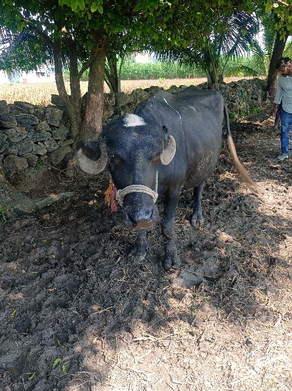 ભેંસ વેચવાની છે