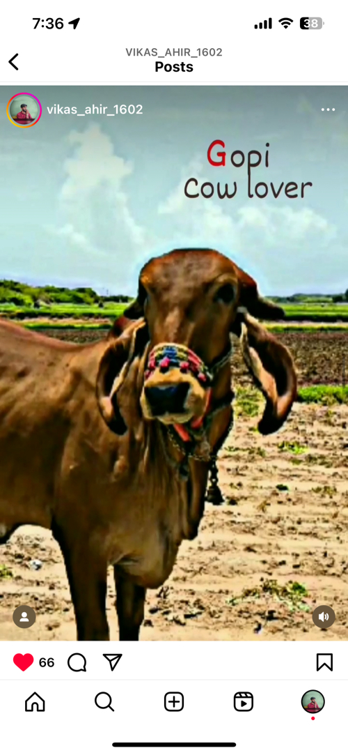 Cow ગાય