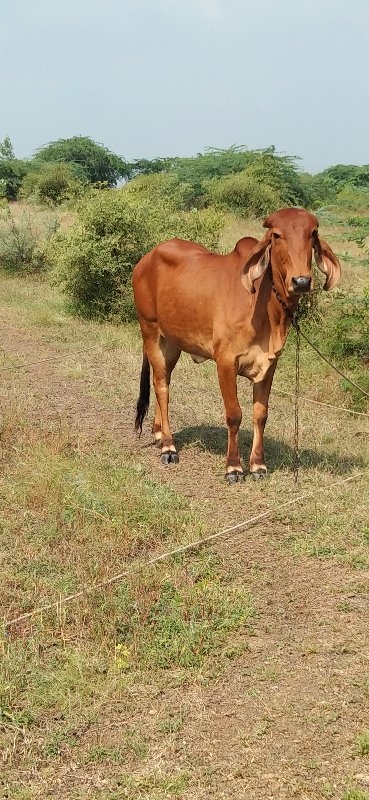 ગાય 
વાસરડી