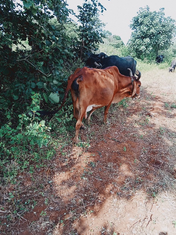 આ ગાય વેસવાનિ છ...