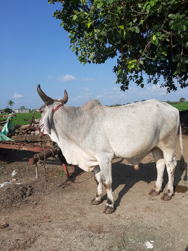 બળદ વેચવાનો છે