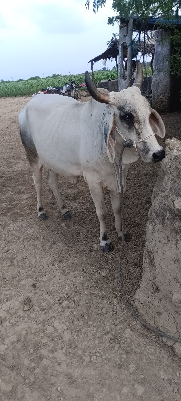 ગાય છે