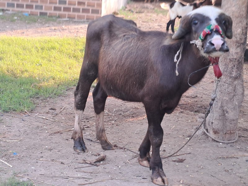 bakri pado