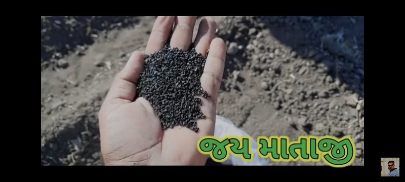 ડુંગળી નુ બીજ