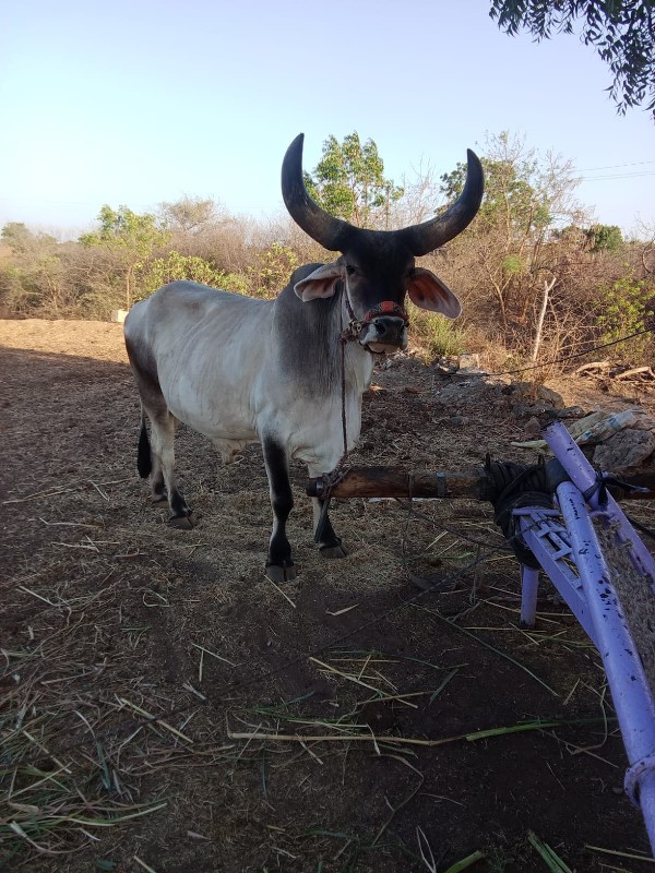 ગોડલો વેચવાનો છ...