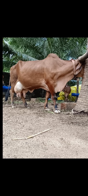 ગાય  ત્રીજું વે...