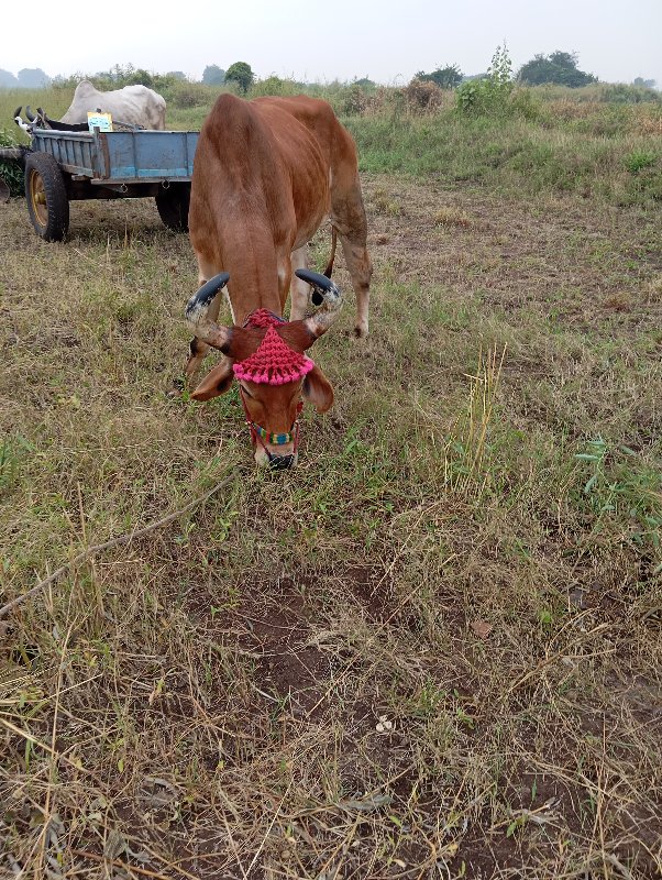 બળદ વેચવાનો છે