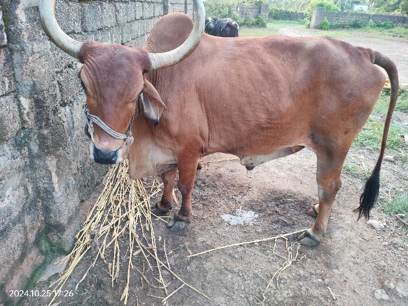 બળદ વેચવાનો છે