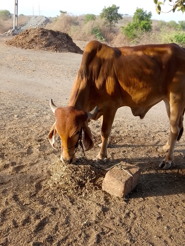 ગોઢલા વેચવાના છ...