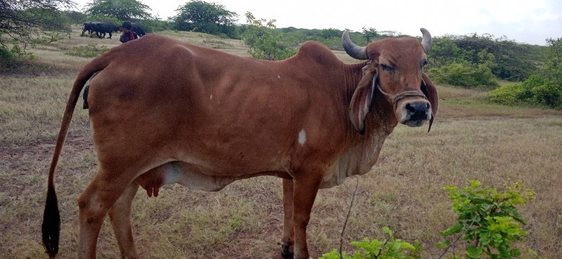 ગાય વેચવાની છે