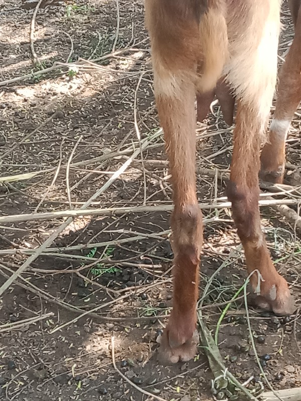 આબકરી વેસવાનીછે