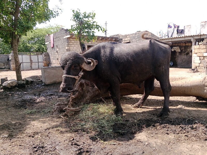 પાડો વેચવા નો છ...