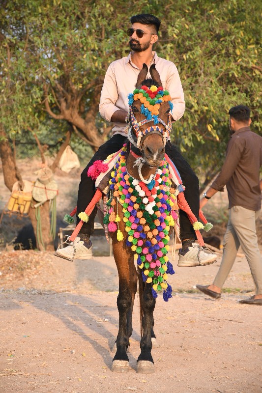 ઘોડી વેચવાની છે