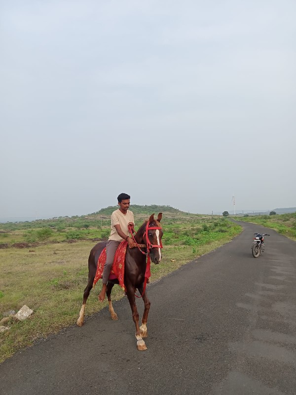 તત્કાલ માં ઘોડી...