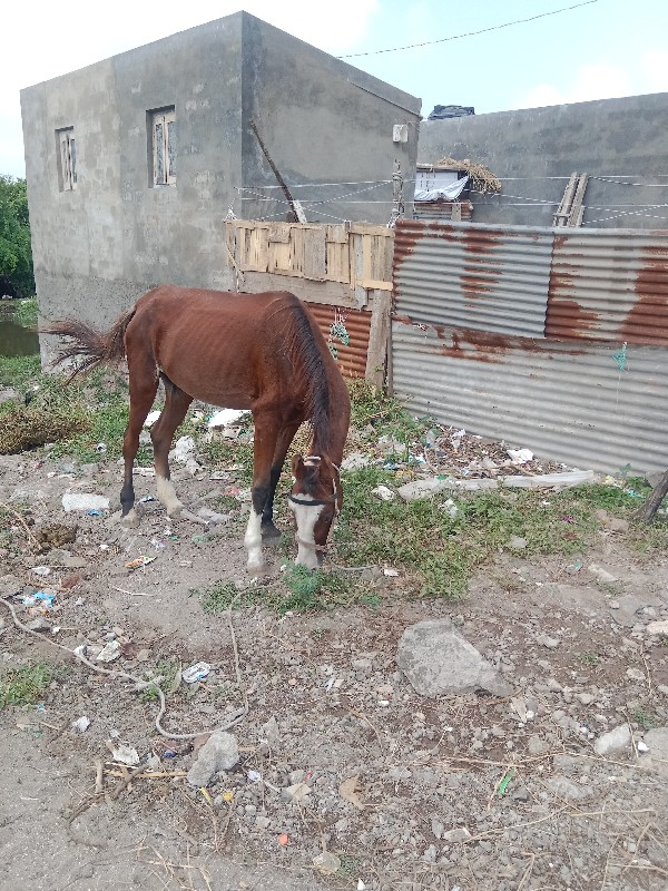 આ ગોરી ચાર વરસ