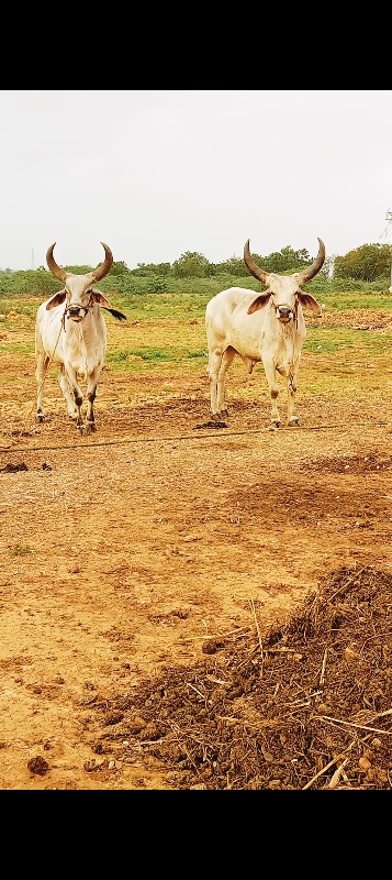 ઘોઘલા