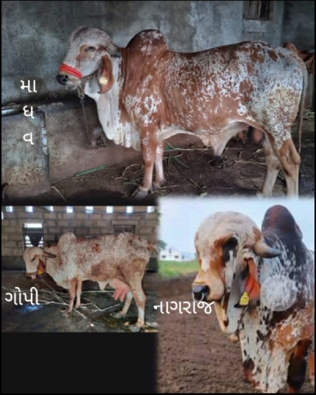 ગીર કાબરો ખુટ વ...