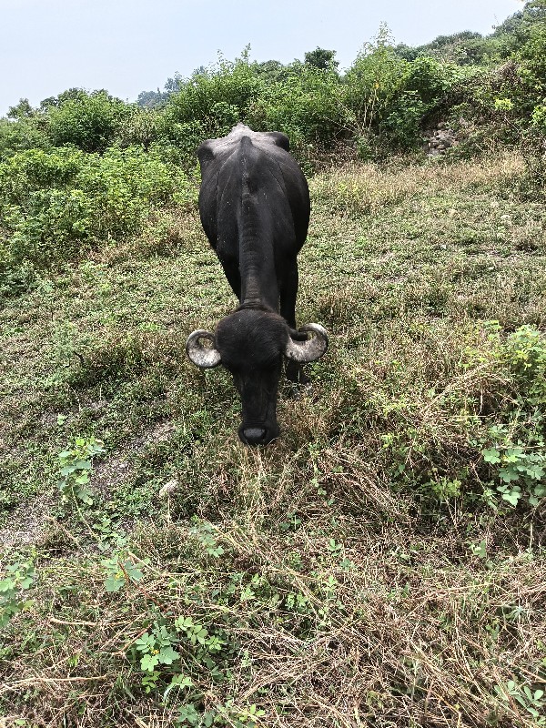 ખડૅલી છે પાકડ