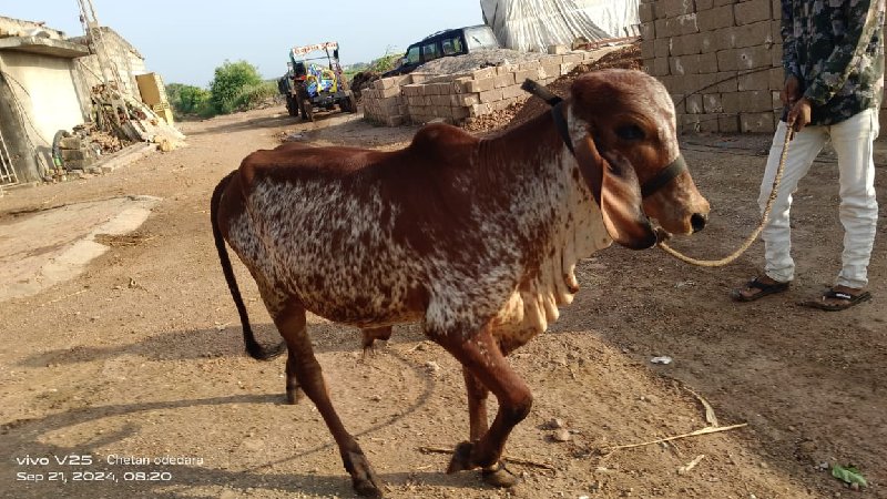 વાશળો વેચવાનો છ...