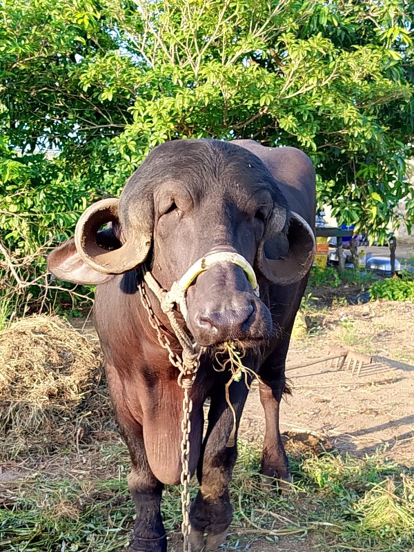 ભેંશ વેચવાની શે