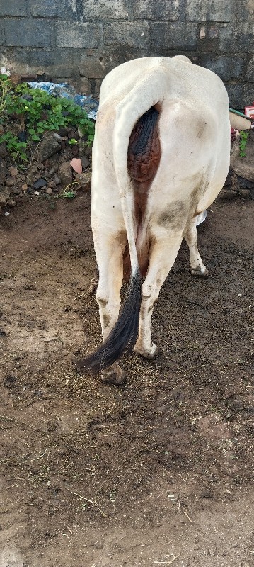 ગાય વેચવાની છે