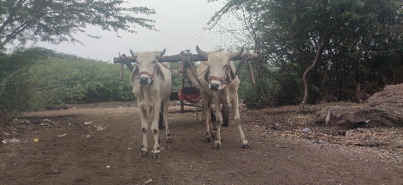 ગોદલા વેચવાના છ...